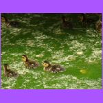 Baby Ducks 2.jpg